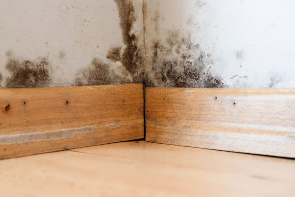 Mold And Mildew