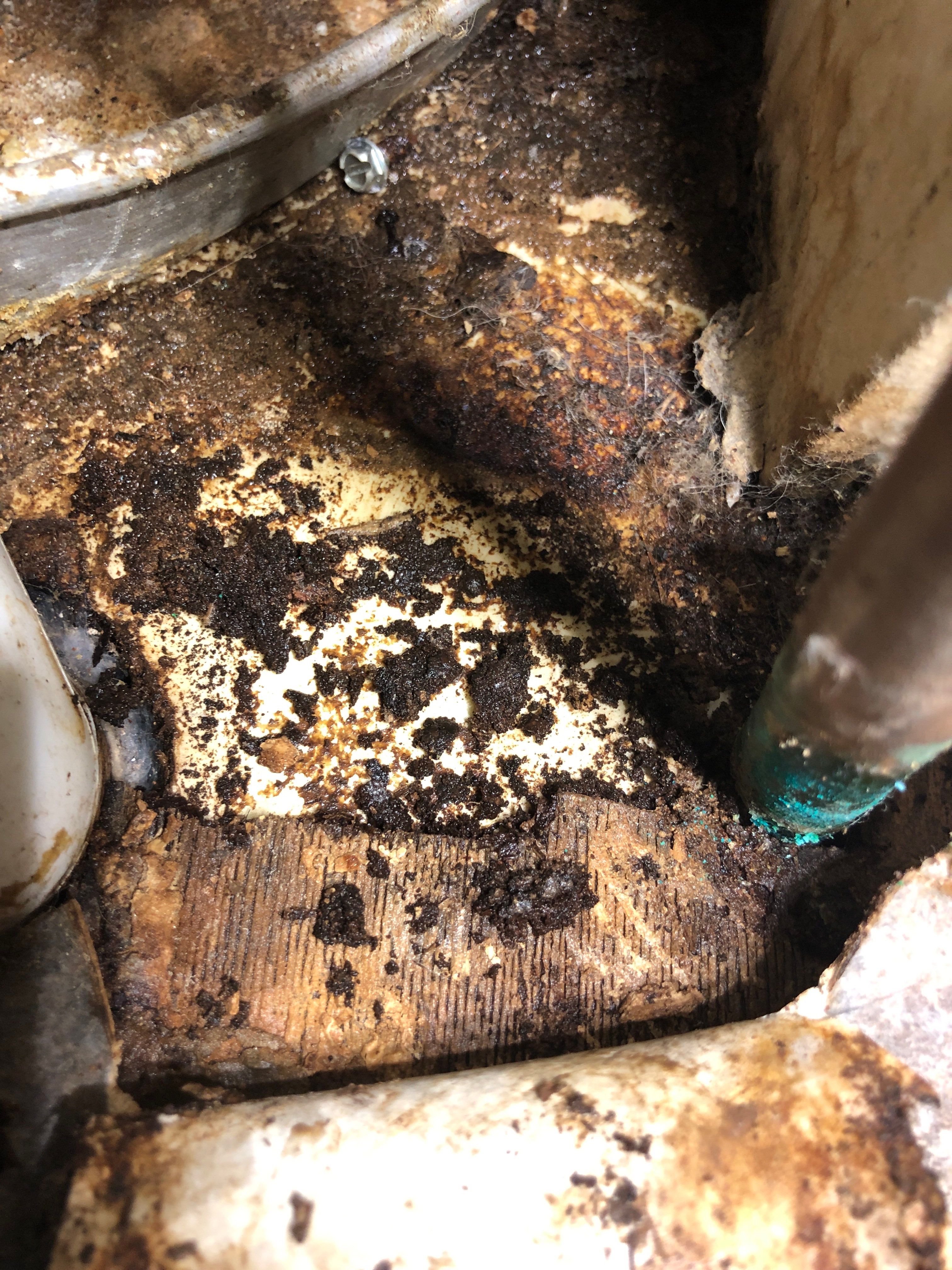 Epp Foundation Repair inspecting crawl space mold and decaying wood from water damage in Lincoln, NE.